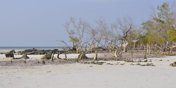 Madagascar : pour une meilleure gouvernance et gestion des mangroves