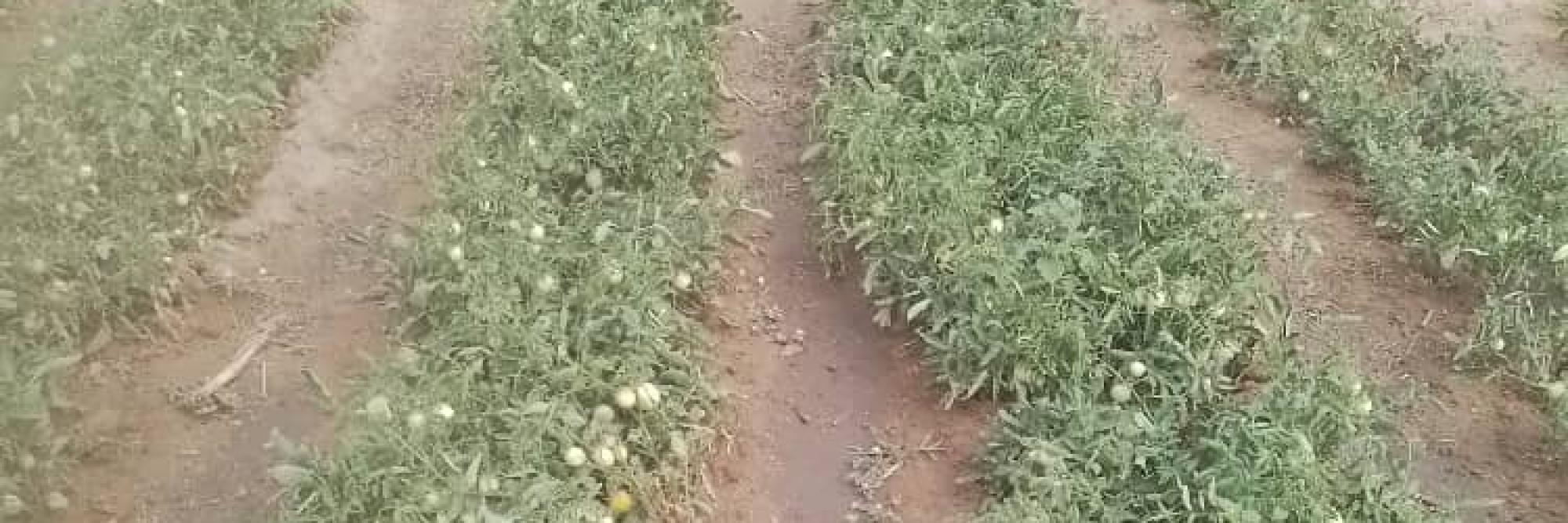 Champs de tomates a Dapaong Togo
